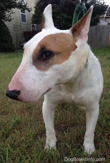 Herbert the Bull Terrier standing outside with its head turned to the left and a fence and house in the background