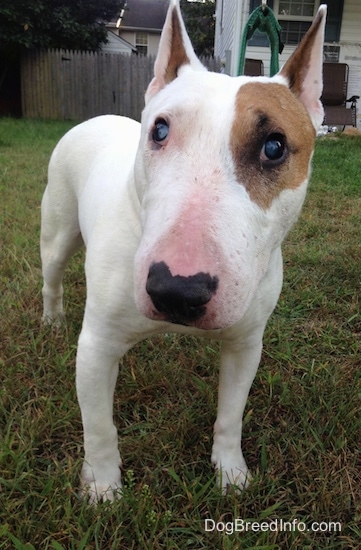 Close Up front view with focus on the head - Herbert the Bull Terrier looking at the camera holder