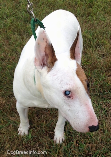 Herbert the Bull Terrier standing outside with its head turned towards the right