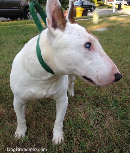 Herbert the Bull Terrier standing outside with its head turned towards the right with parked cars at the street in the background