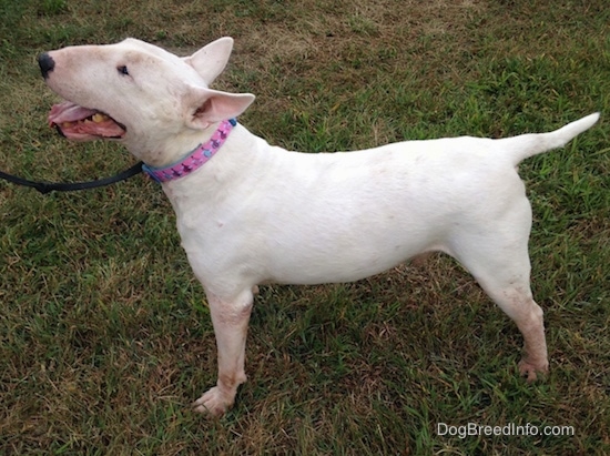 Right Profile - Wally the Bull Terrier standing outside with its mouth open