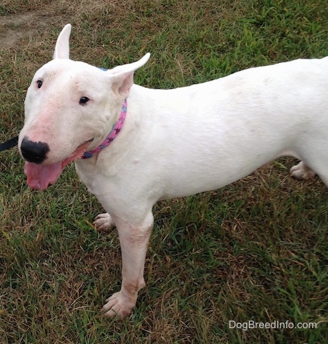 Wally the Bull Terrier wearing a pink collar standing outside in grass with its mouth open and tongue out