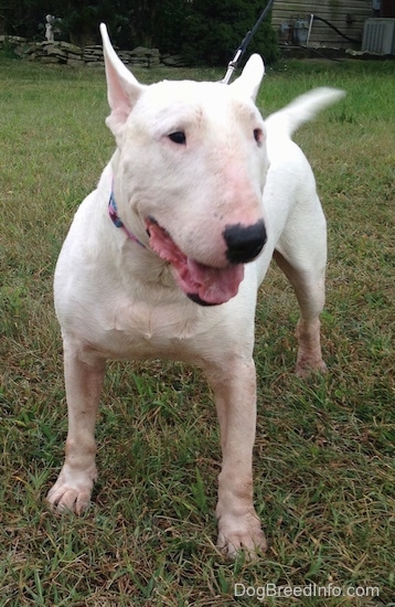 Wally the Bull Terrier standing outside and looking to the right with its tail wagging