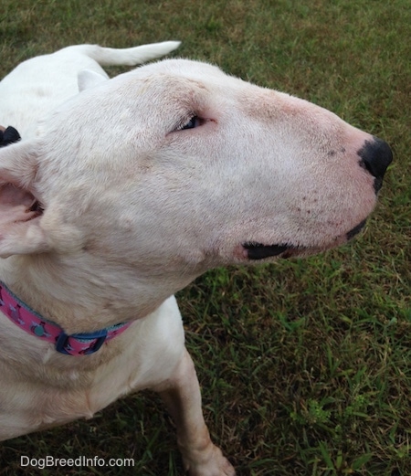 Close Up - Wally the Bull Terrier's side view of his head