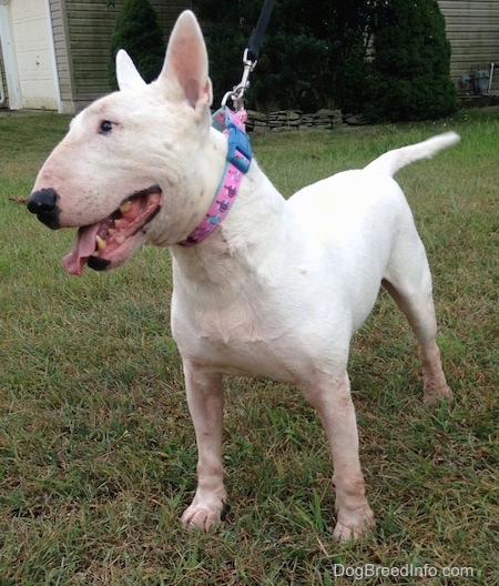 Wally the Bull Terrier wearing a pink and baby blue colloar standing outside and looking to the left