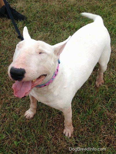 Wally the Bull Terrier standing outside with its head up and its eyes are closed. Wallys mouth is open and its tongue is out