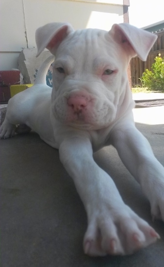 Close Up - The front right side of a white Bullboxer Pit puppy that is laying on a porch and it is stretching forward