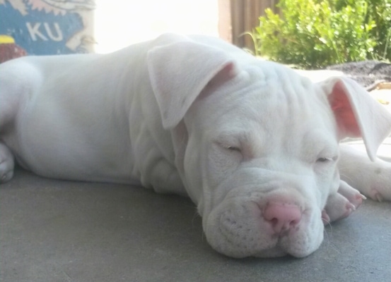 The right side of a white Bullboxer Pit puppy that is sleeping on a porch.