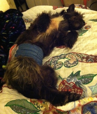 Scottie the Cairn Terrier is sleeping on its back on a bed and it has a blue band around his lower end