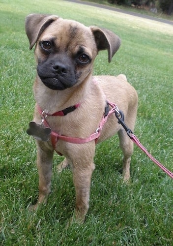 Harper the Carlin Pinscher puppy is wearing a dog tag and a harness and leash standing in grass and looking towards the camera