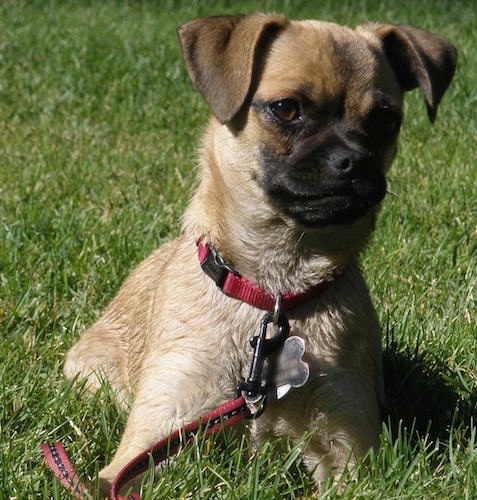 Harper the Carlin Pinscher puppy is laying outside in a field wearing a red collar and leash