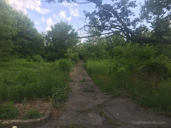 A Path off of the road through the trees