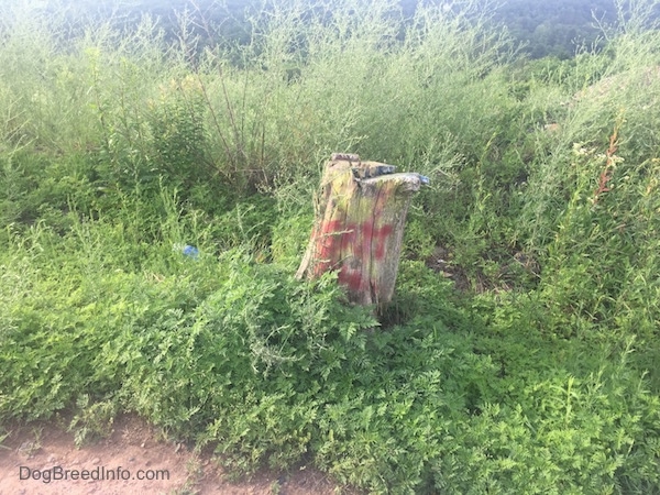 A Tree stump with graffiti on it