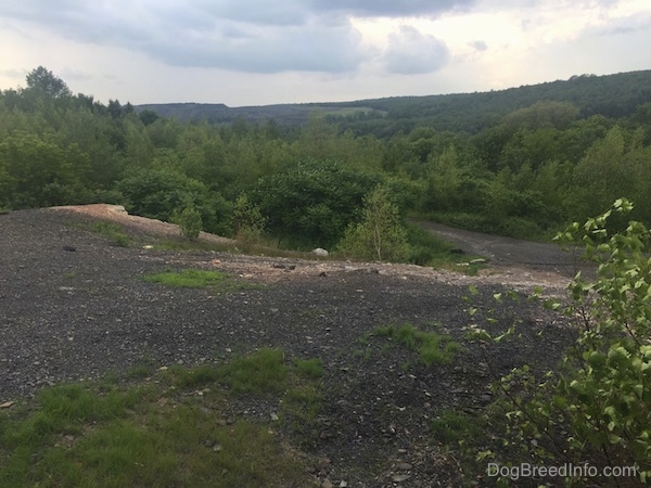 Centralia wasteland with trees and black gravel