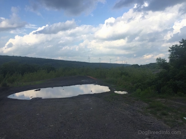 A Puddle in the crumbling Asphalt. There is a widn farm in the background