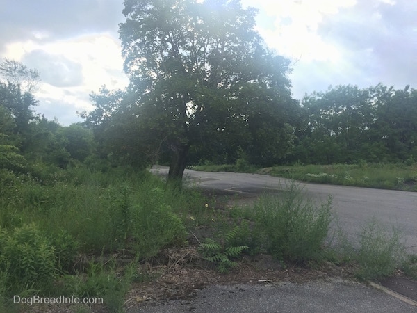 A tree over a road in Centralia