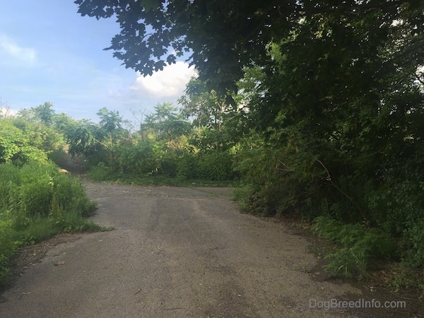 A road going through the trees