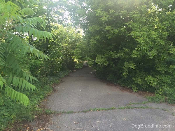 A Roadway through the trees