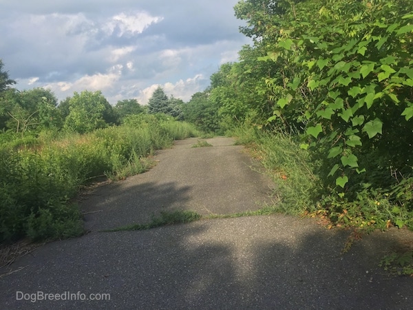 Nature taking back the land. Roads being overrun with forrestry