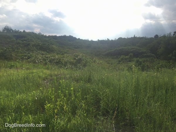 A look at the forrestry in Centralia