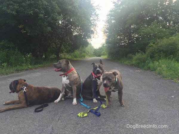 Bruno the Boxer is laying down and Spencer the Pit Bull and Mia the American Bully are sitting and Leia the Pit Bull is standing in the road 