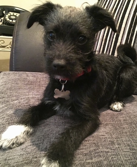 A Chatterdale puppy laying on a pillow on a black leather couch with an old rotary telephone in the background