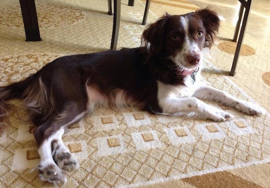 Ripley the Chi-Spaniel is laying on a tan patterned rug in front of a table and looking at the camera holder