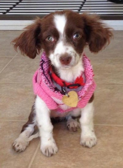 cocker spaniel chihuahua