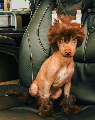 Chinese crested floppy sales ears