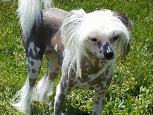 A Chinese Crested Hairless dog is standing in grass. It has hair on its head, tail and paws but is bald everywhere else.