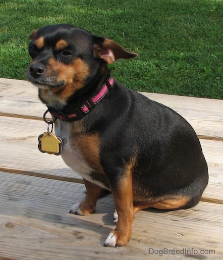 Dolly the black and tan Chiweenie is sitting outside on a wooden picnic table and looking past the camera holder