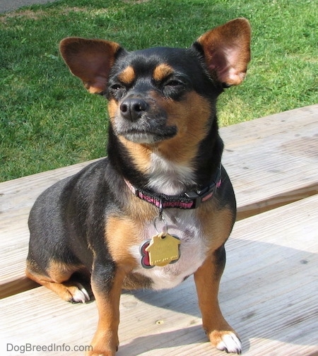 Dolly the black with tan Chiweenie is sitting on a wooden picnic table in a park looking to the sky and squinting her eyes