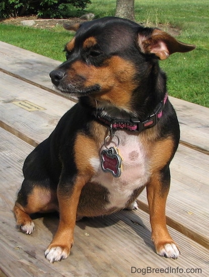 Dolly the black and tan Chiweenie is sitting outside on a wooden picnic table and there is a tree in the background