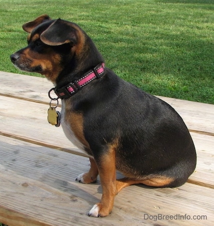 Dolly the black and tan Chiweenie is sitting outside on a wooden picnic table and she is looking to the left