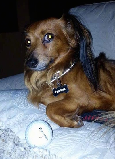 Chewbacca the brown long haired drop-eared Chiweenie is laying on a bed. There is a Taylormade tennis ball sitting in front of him.