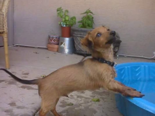 A wet Chewbacca the Chiweenie has his front paws on the edge of a blue splash pool outside on a patio. There are flower pots and a wicker chair behind him.