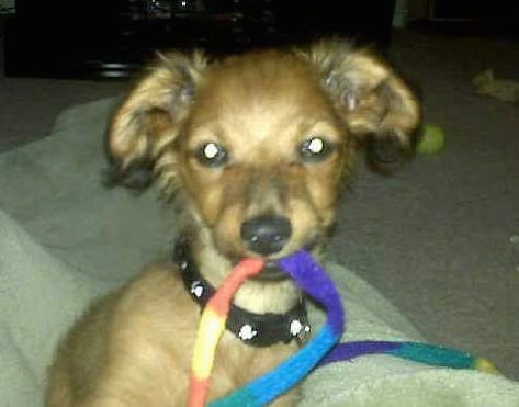 Close Up - Chewbacca the brown with black tipped Chiweenie is sitting on a person on top of a blanket looking at the camera with a colorful ribbon in his mouth