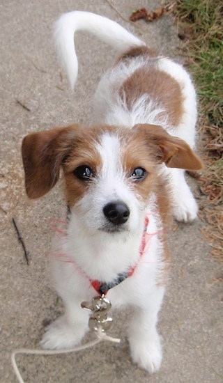 Sassy the white with tan Chiweenie is standing on a sidewalk and looking up at the camera holder