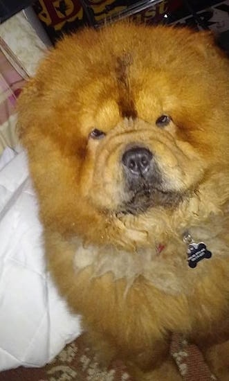 Thor the red Chow Chow is sitting on a rug and looking up at the camera holder. He has a lot of thick fur, a huge head and small eyes