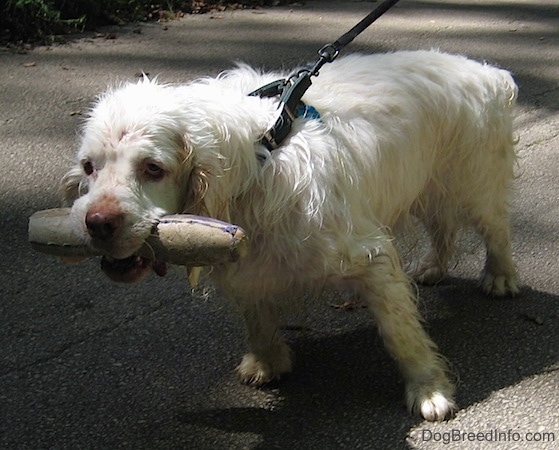 Bodie the Clumber Spaniel has a long toy in its mouth and he is pulling a person down a sidewalk