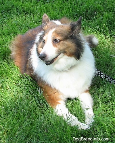 Finley the Collie is laying in an unkempt lawn and looking to the left