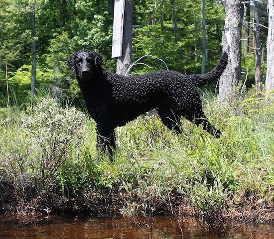 Dana Dog the Curly Coated retriever is standing next to a small body of water with a series a skinny trees behind her