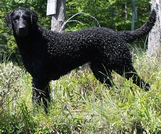Dana Dog the shiny black Curly Coated retriever is standing in tall grass and there are trees behind her