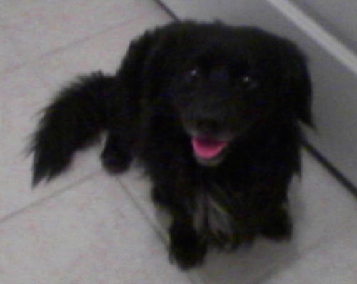 A fluffy, black Miniature English Cocker is sitting on a white tiled floor and looking up and slightly to the left. Its mouth is open and tongue is out.