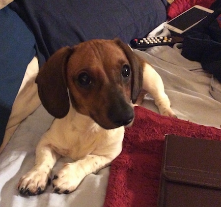 Pickles the White and Brown mini Dachshund is laying on a bed. There is a remote and a Samsung phone behind her and a brown leather wallet next to her.