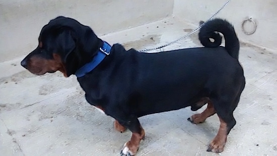 rottweiler dachshund