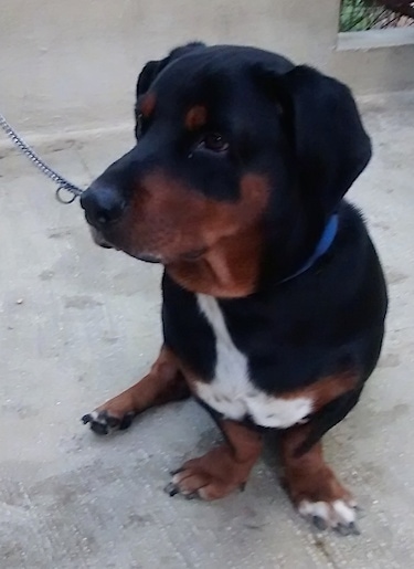 rottweiler dachshund