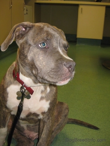 Close Up - Spencer the blue brindle and white Pit Bull Terrier puppy is sitting in a veterinarians office