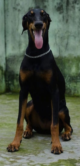 A black and tan Doberman Pinscher is sitting on a mossy ground with a mossy stone wall behind her
