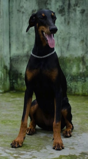 Deevo the black and tan Doberman Pinscher is wearing a choke chain collar and sitting on a mossy ground with his mouth open and tongue out